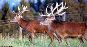 Alpenwildpark Pfänder